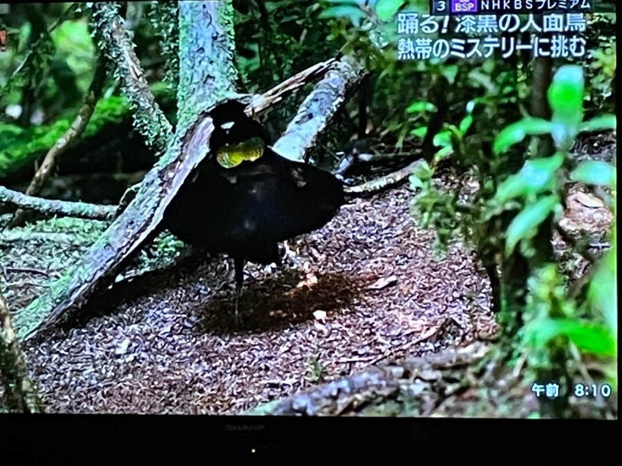 漆黒の人面鳥