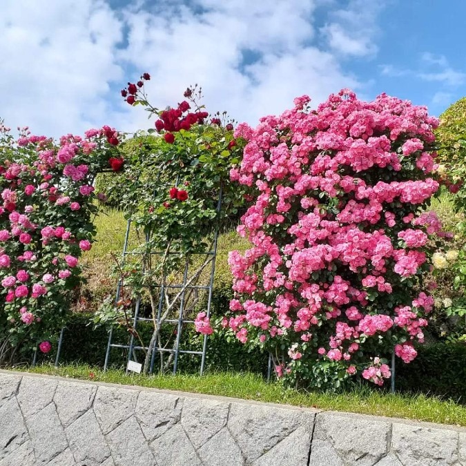 2  宇部空港  薔薇園