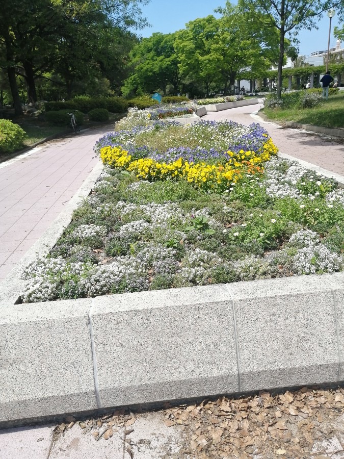 近くの公園の花壇