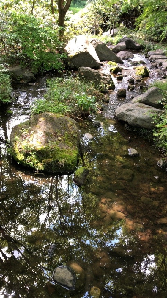 水面に映る木々