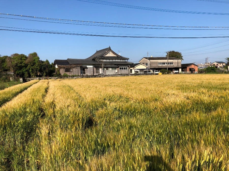 黄金色の麦畑