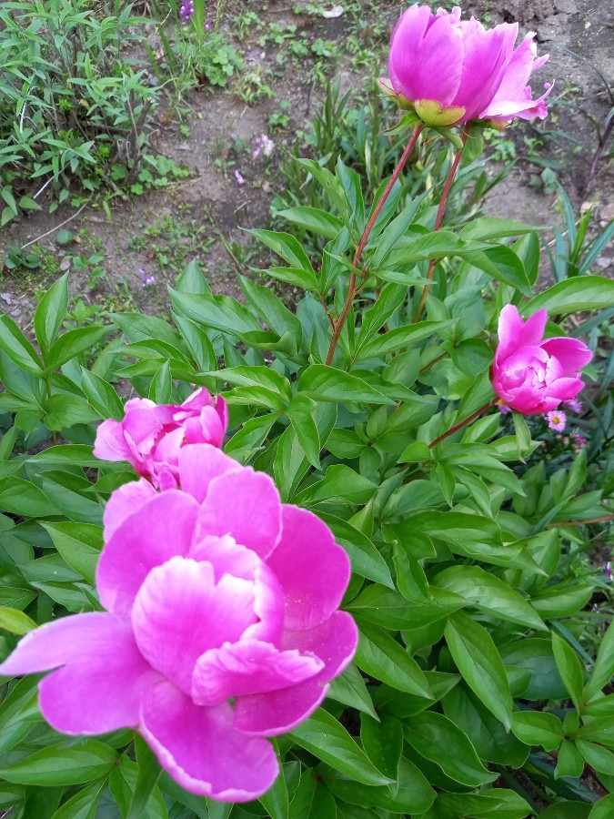 待ち続ける芍薬