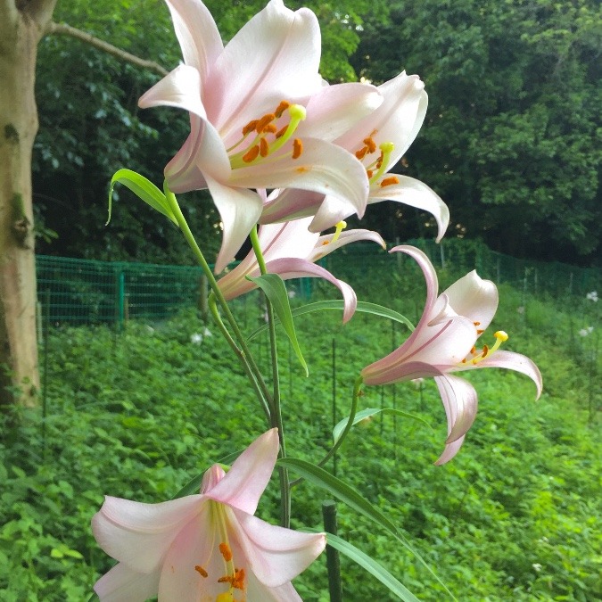 笹ゆり　大神神社の御神花