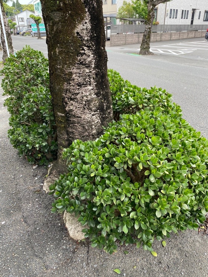 ウォーキング中に