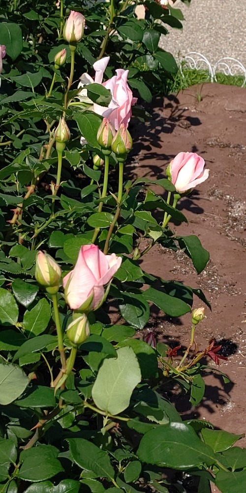 もう少しで開花