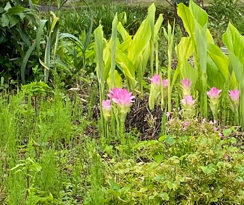 花倶楽部