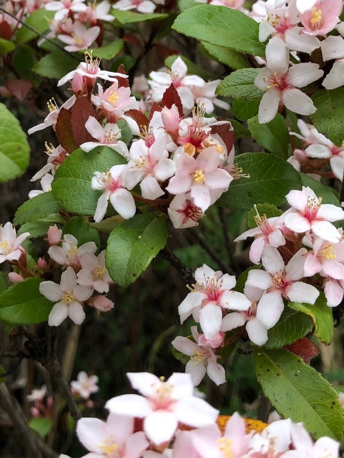 可愛い小さな🌸花🌸