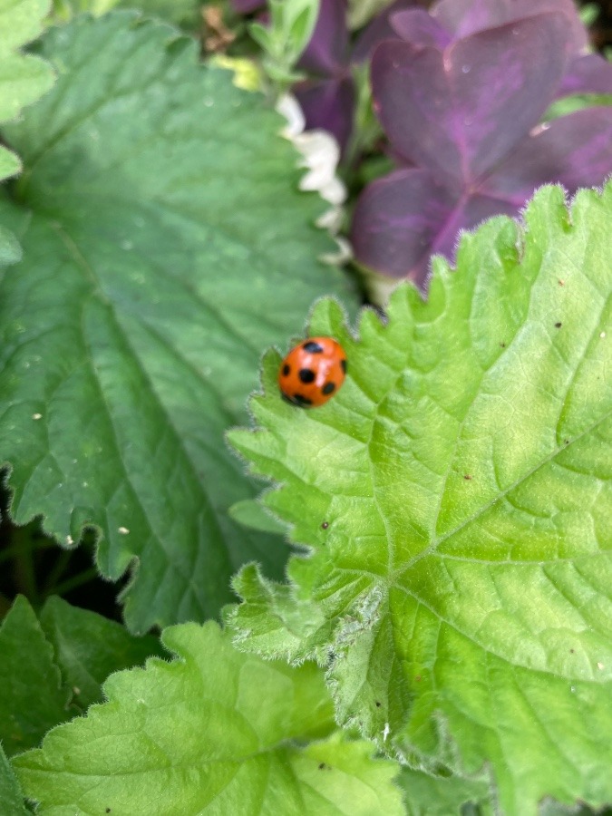 てんとう虫🐞