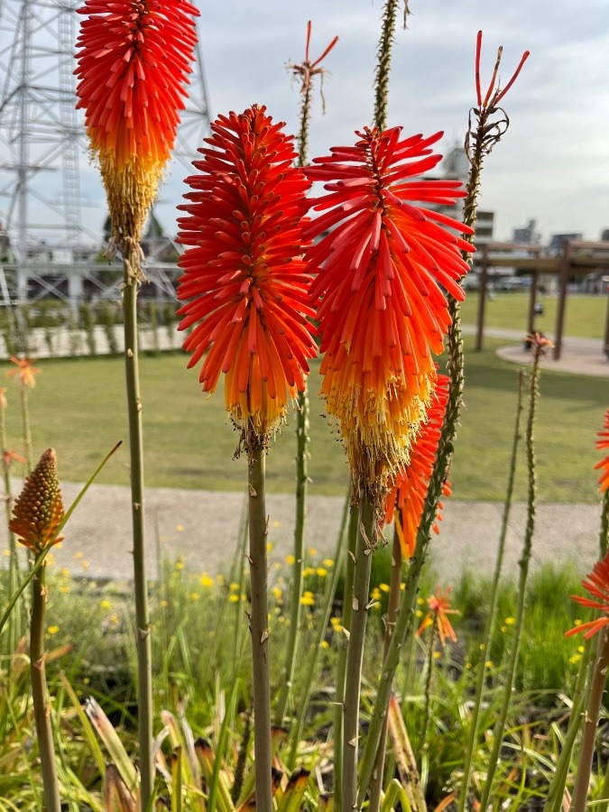 宮野前公園③