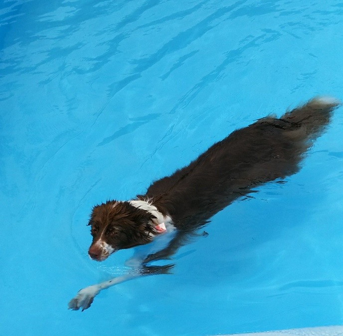 🐕元祖 犬かき泳法🏊‍♀️
