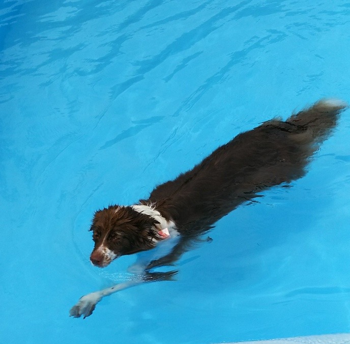 🐕元祖 犬かき泳法🏊‍♀️
