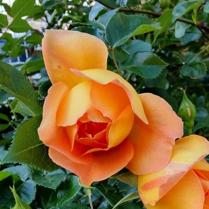 オレンジ色の薔薇🌹🌿咲きまぁす🤗👍