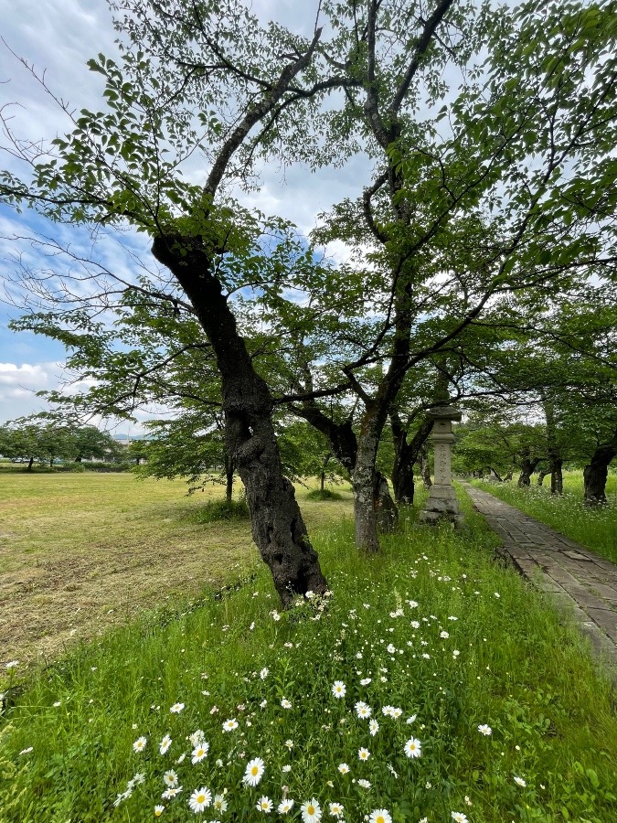 ソメイヨシノ老木