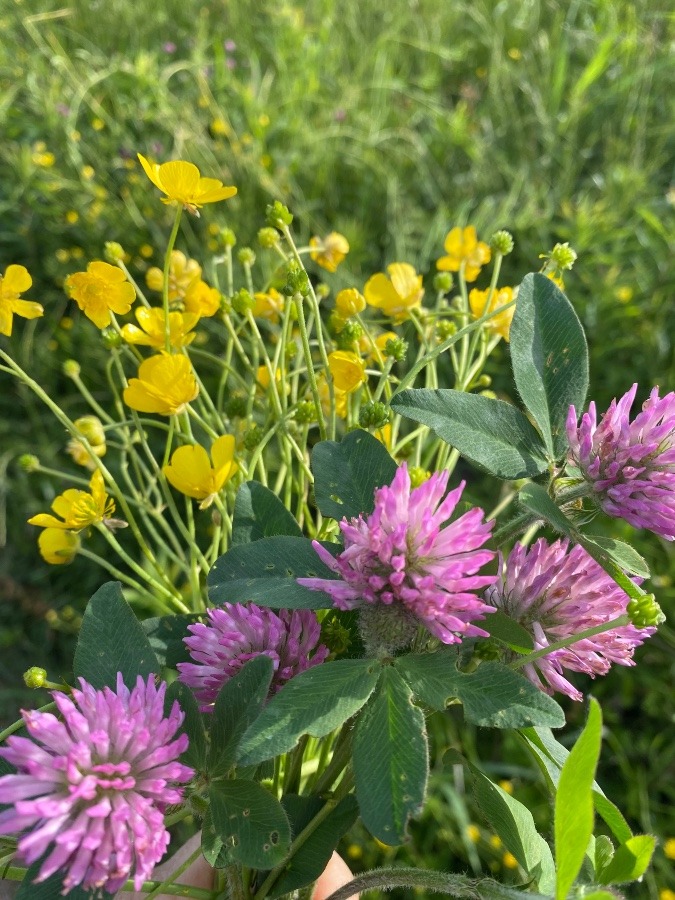 土手の花