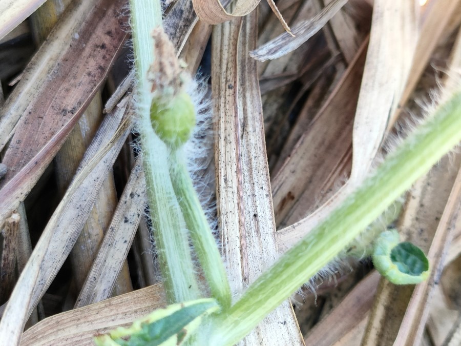 スイカの実🍉