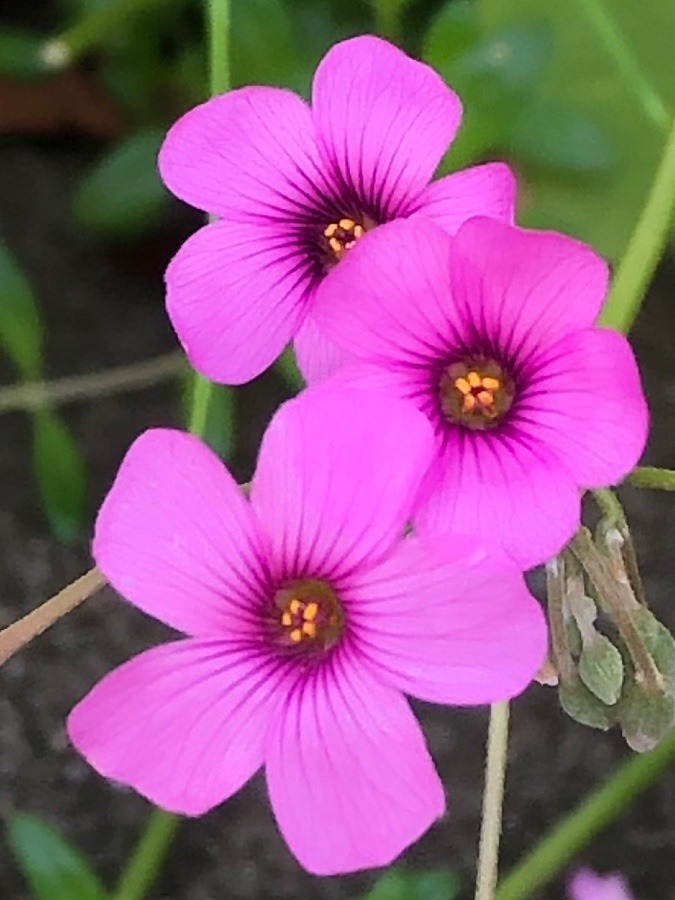 今日のお花「イモカタバミ」