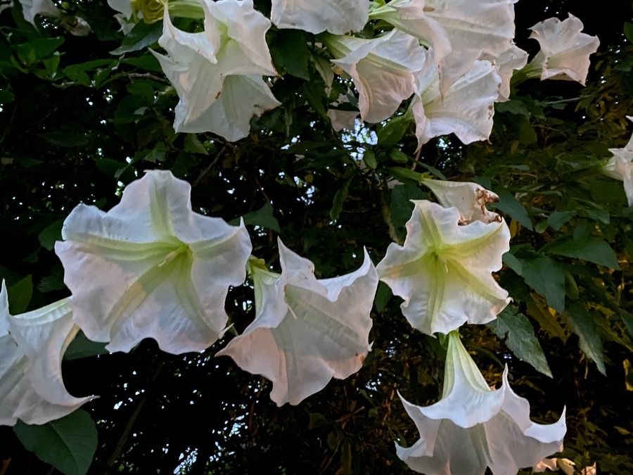 気になる花下からです❣️