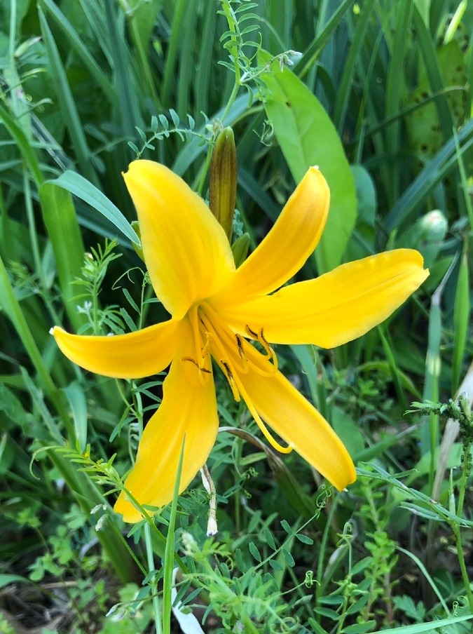 孤高の花🌼