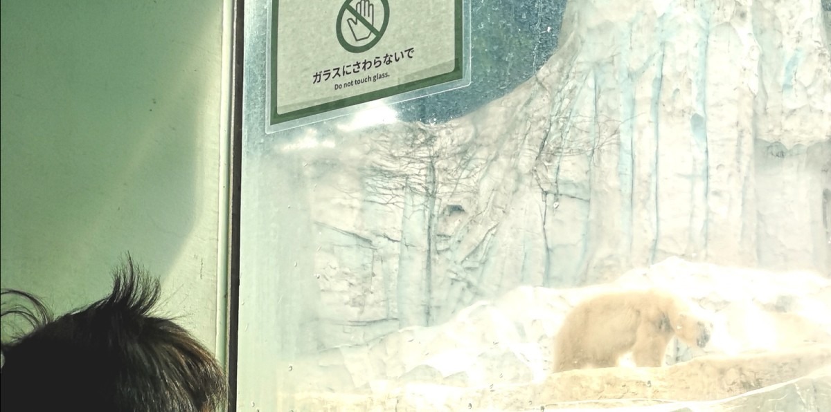 上野動物園✨　ホッキョクグマ