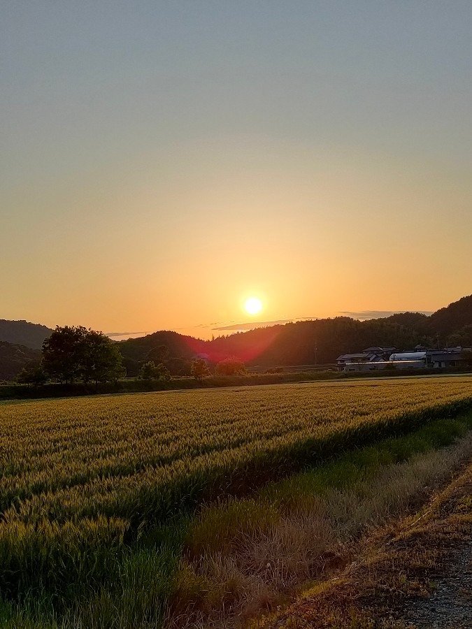 麦畑と夕陽