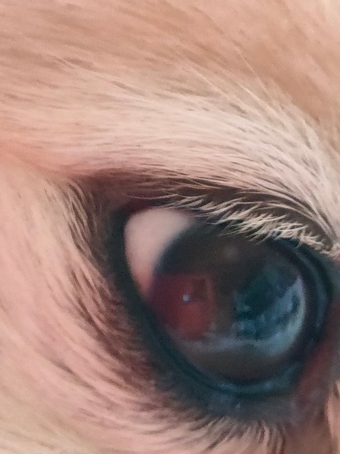 ふくの目👀👁️