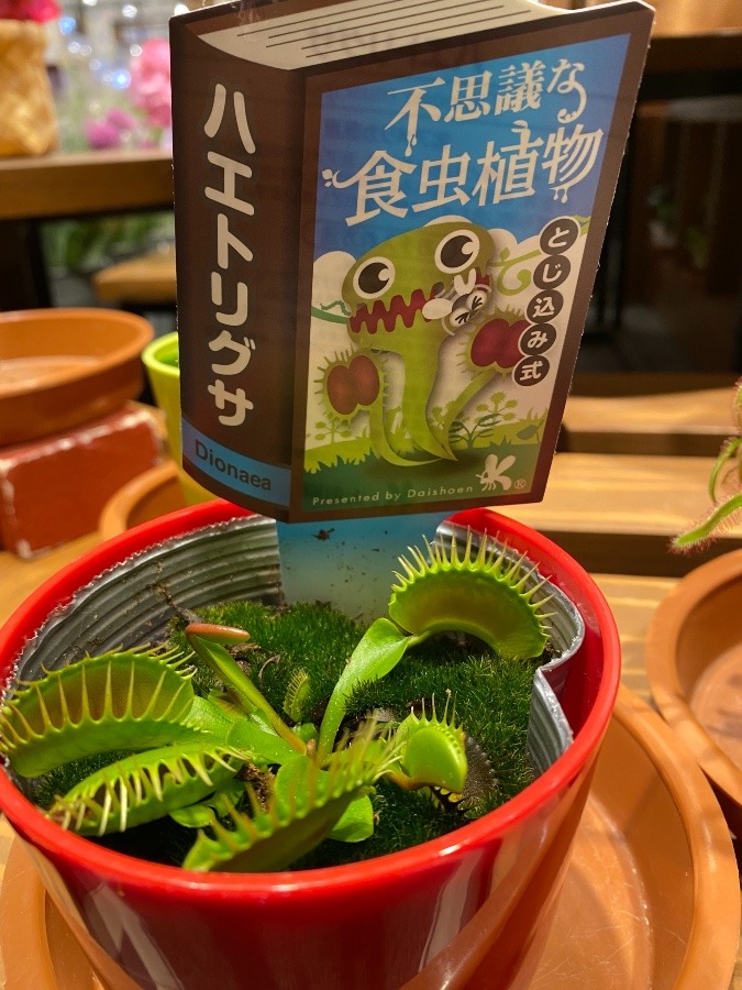 食虫植物4