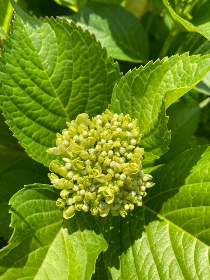 緑の紫陽花