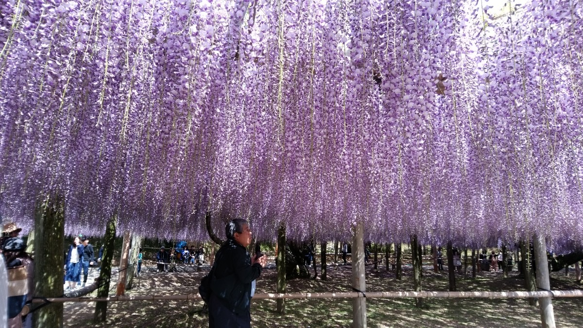 河内藤園10