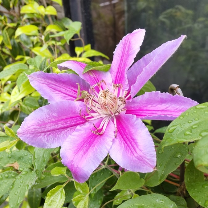 ちょっと待って〜クレマチス💮🌿