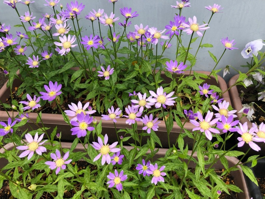 🌱🥀みやこわすれの花🌼☘️