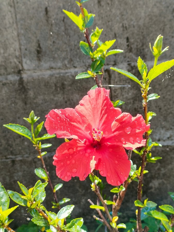 ハイビスカス色別の花言葉