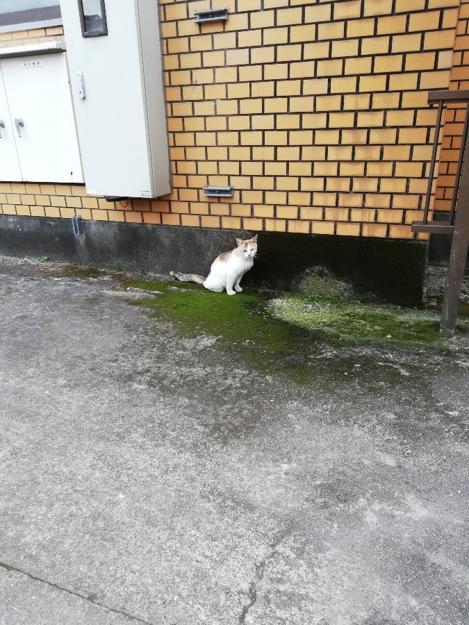 猫ちゃん!