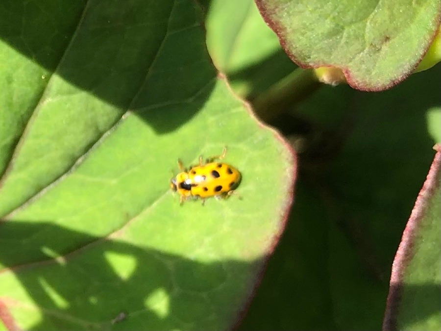 モドキかと思ったら🐞