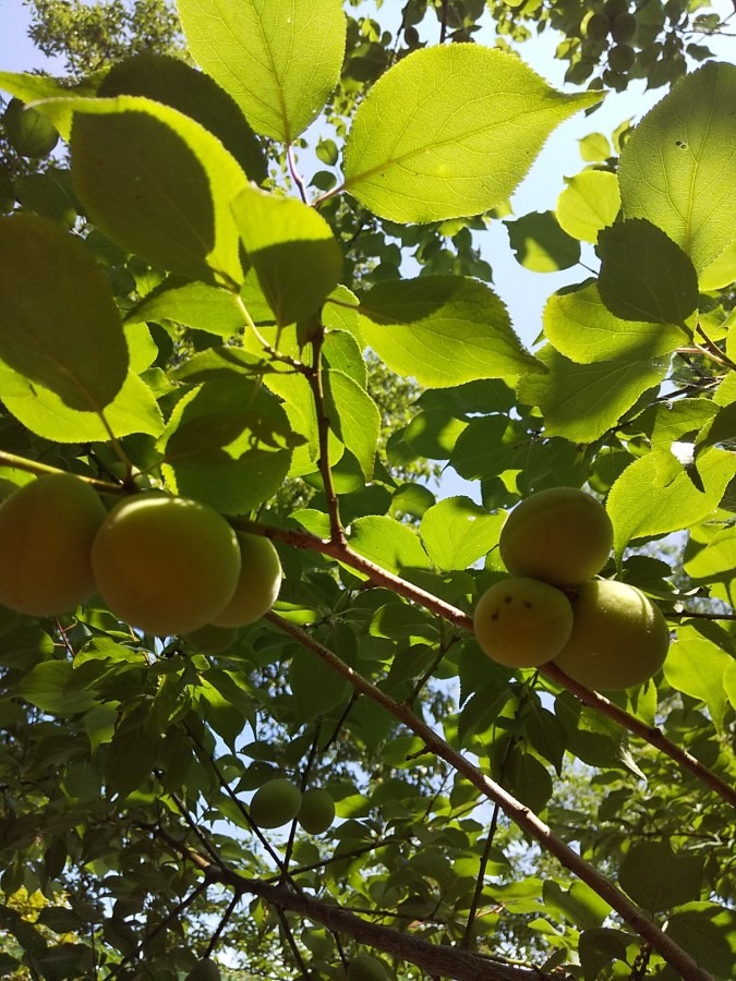 そろそろ完熟です❣️