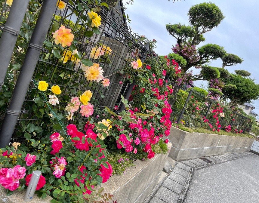 アイロニングのある風景（薔薇）