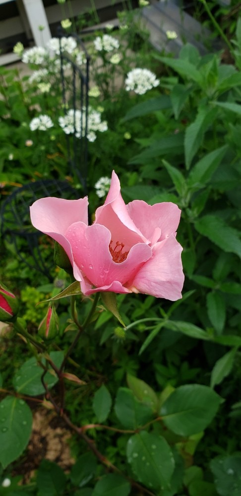 　今日の薔薇