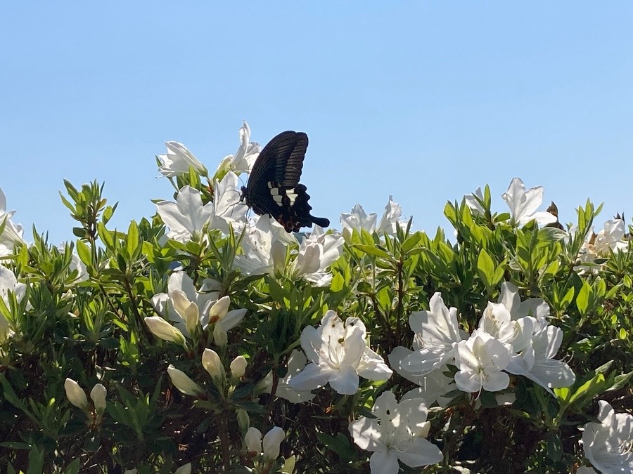 きたね❣️