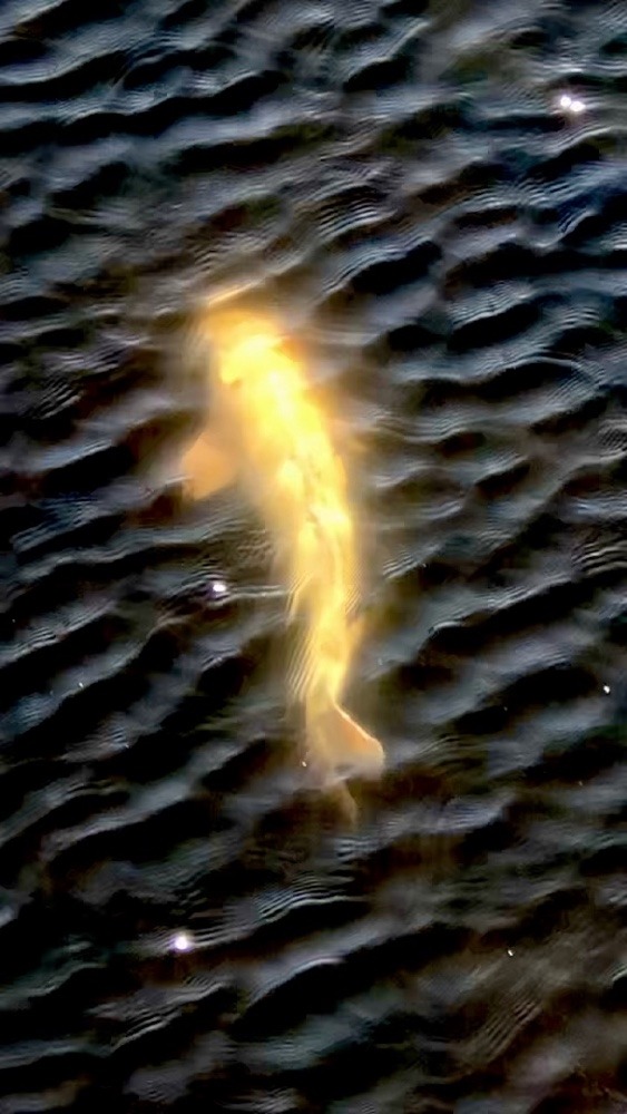 金色に輝く鯉