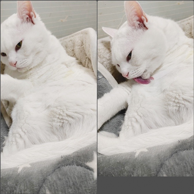 猫は綺麗好き