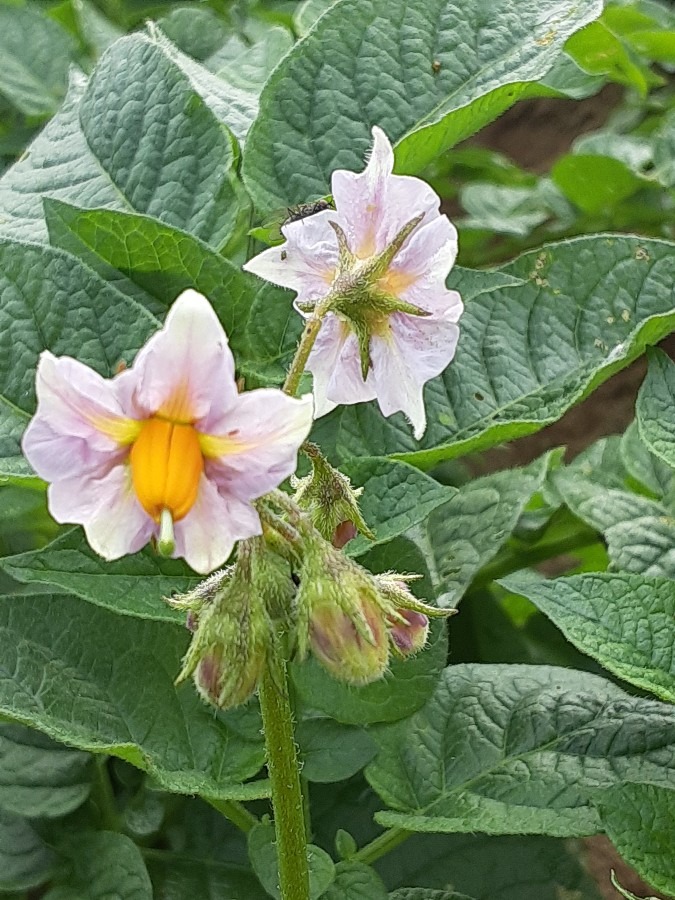 家庭菜園の花(ジャガイモ🌼)