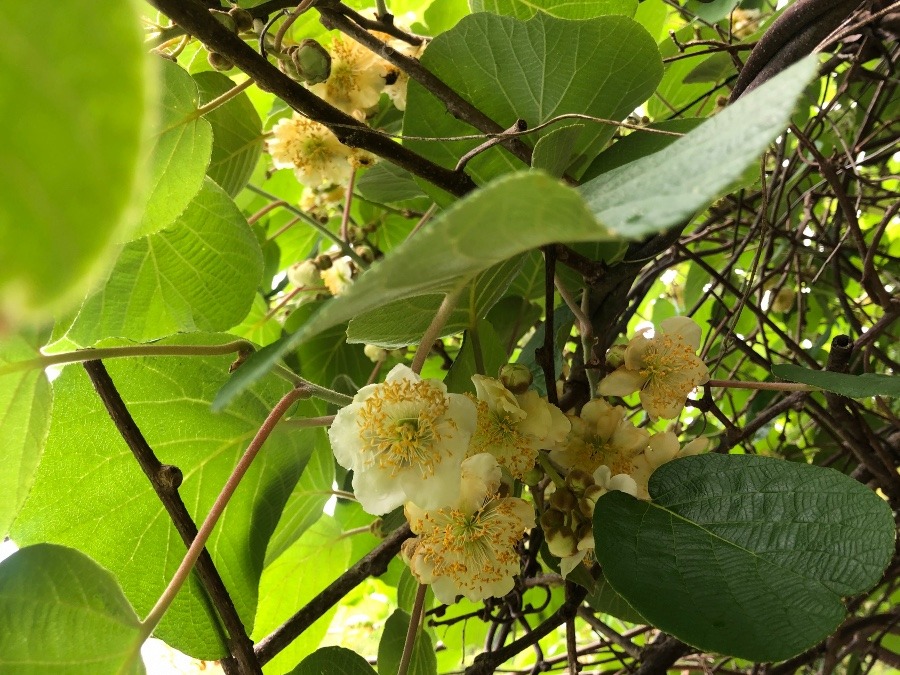 キウイの花🥝