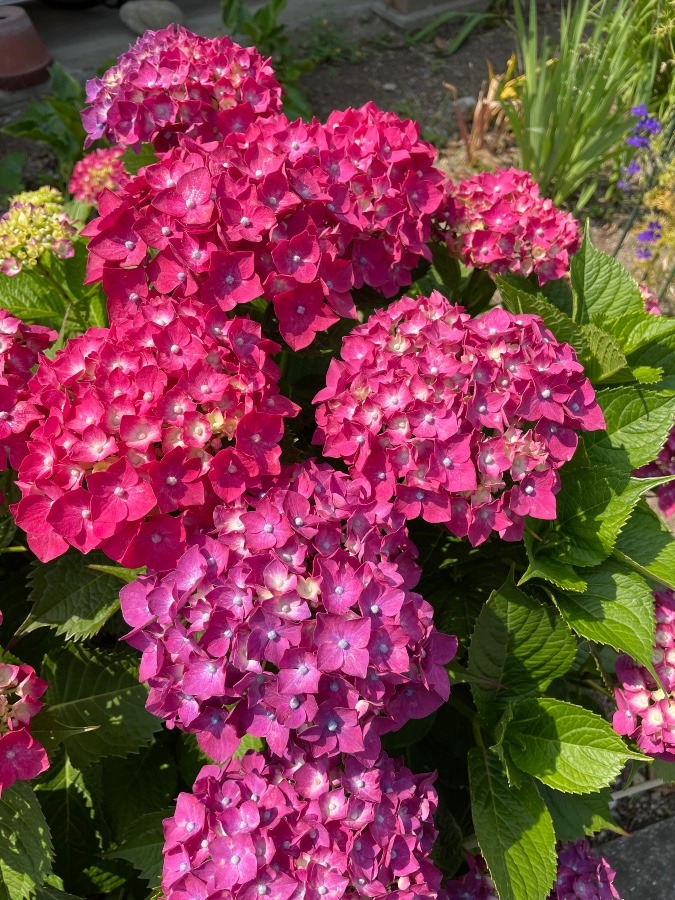 紫陽花🌸