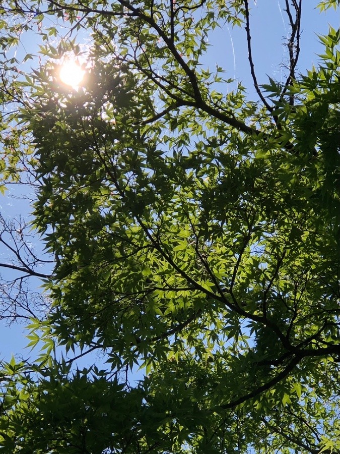 木陰からもみじを見上げて☀️