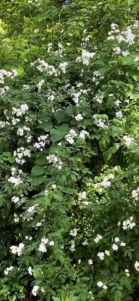 これは、野薔薇？