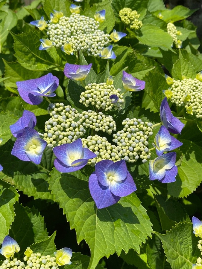 紫陽花 ⑤が咲きました