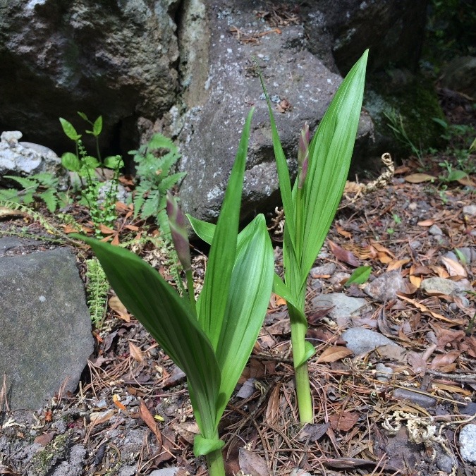 まもなく開花✨