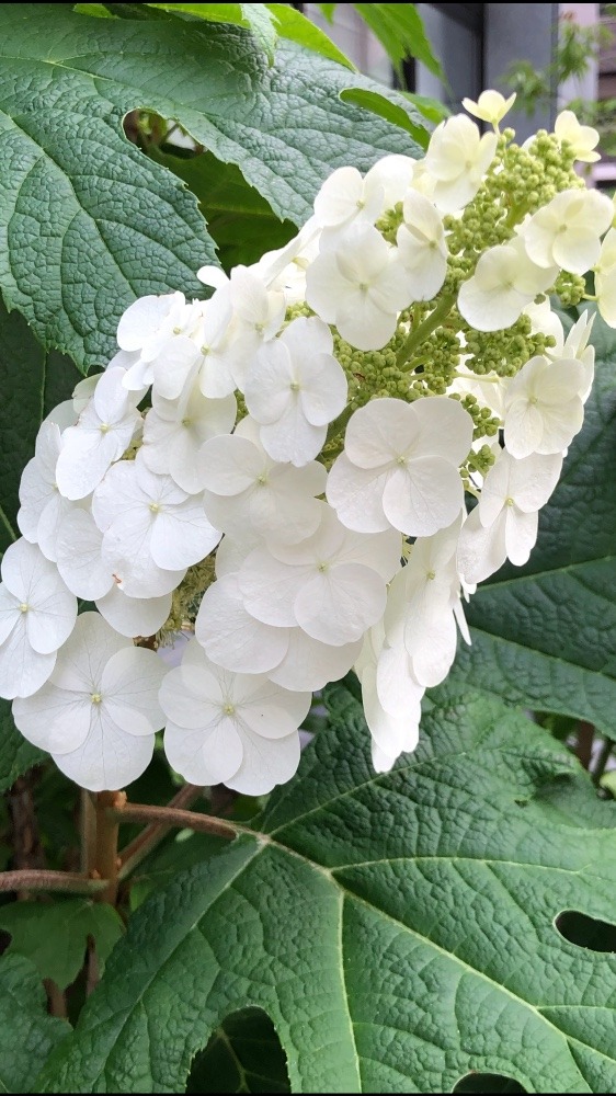 昨日、見つけたお花