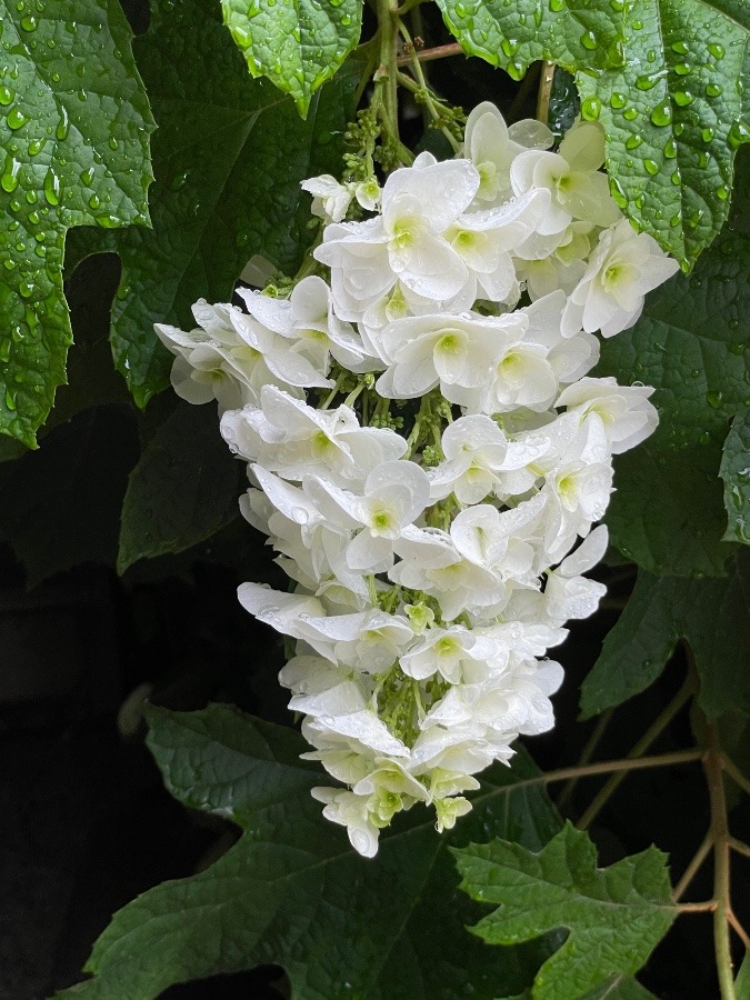 お寺の紫陽花