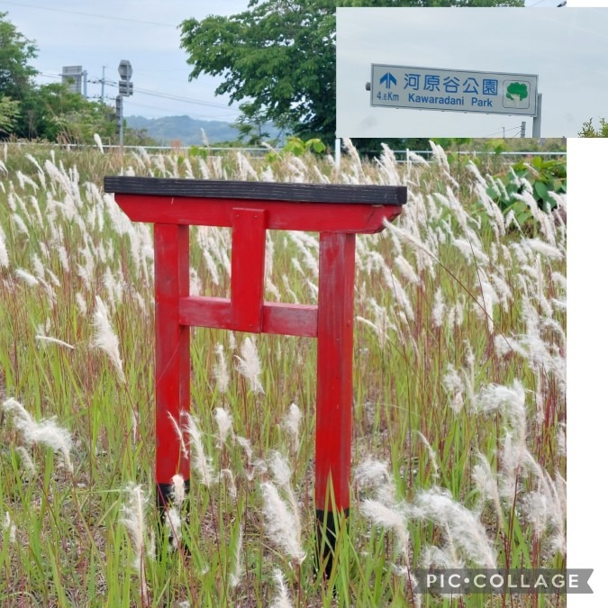 小さな鳥居⛩️