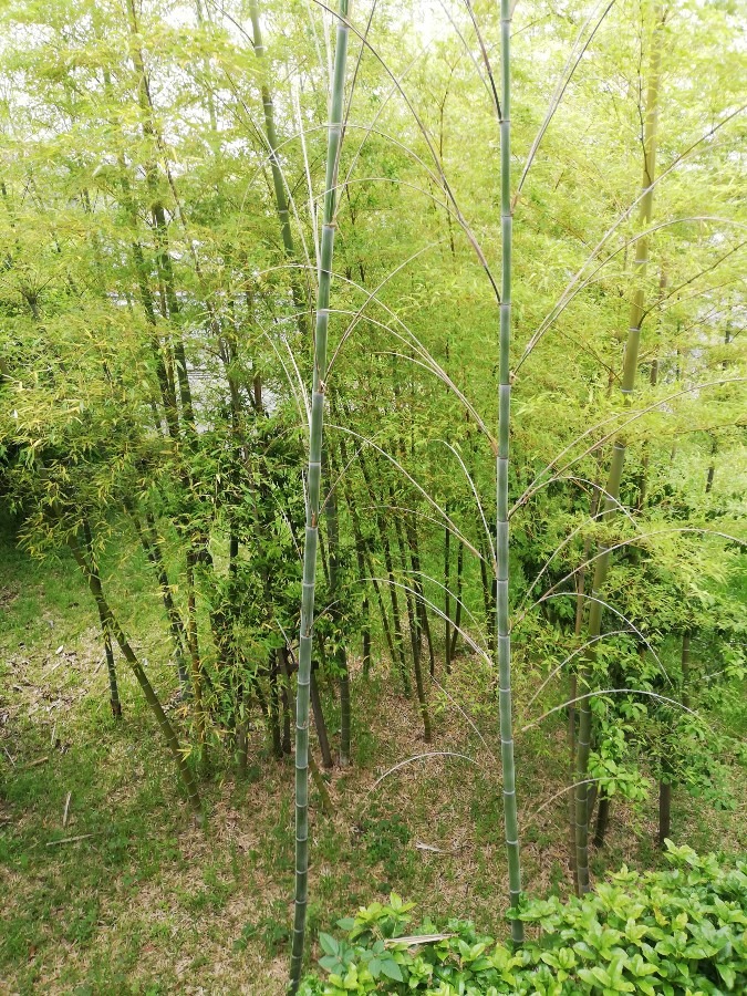 若竹